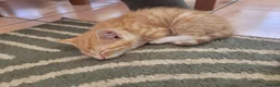 Mixed Breed cats for sale: Gorgeous male kittens - Advert 4