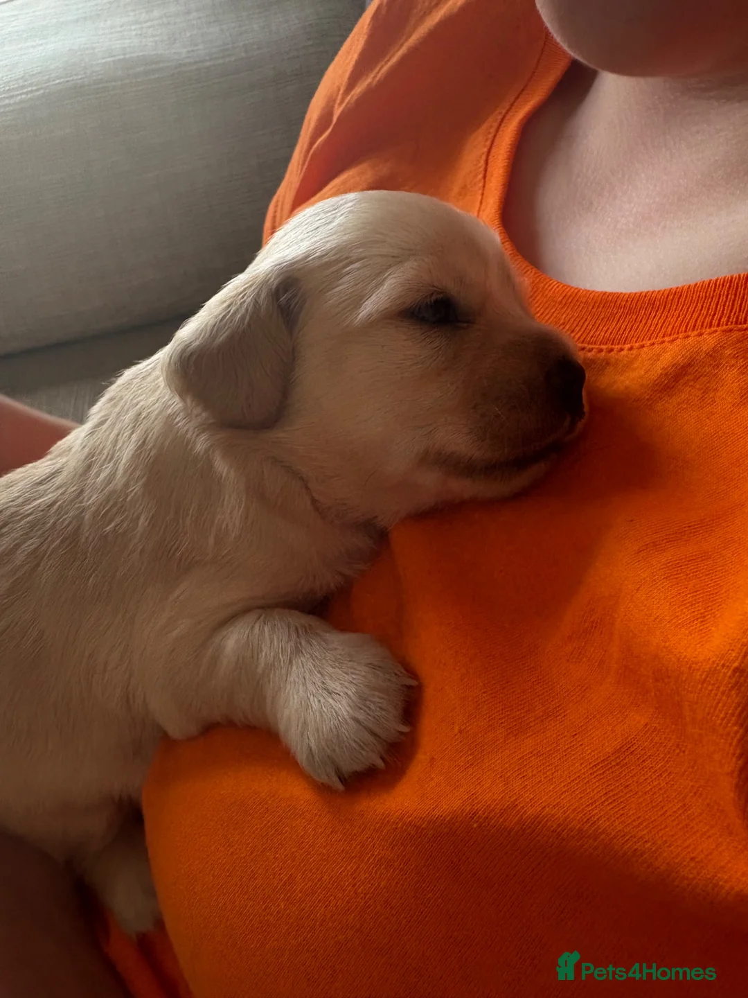 Chiweenie dogs for sale: Chiweenie Dach x chih - Advert 1