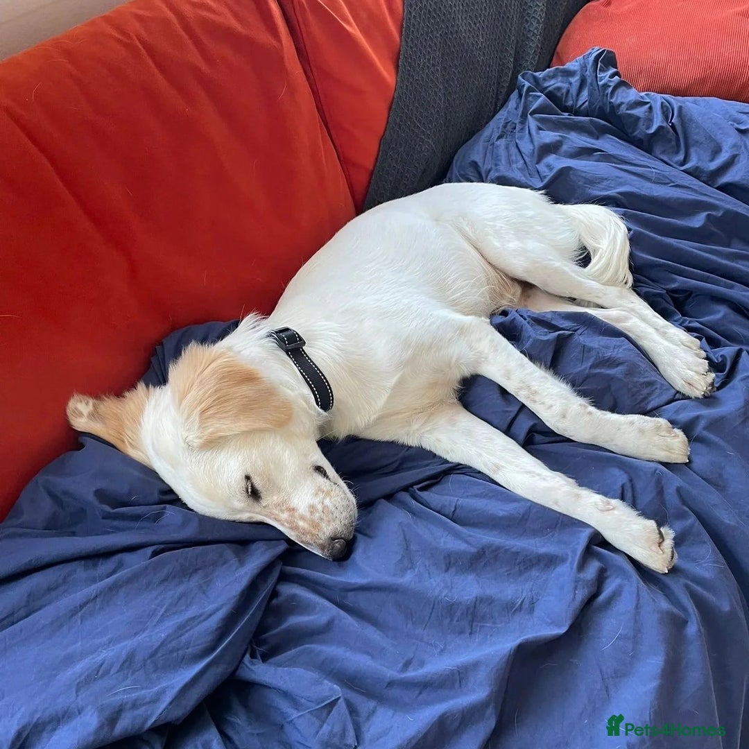 Mixed Breed dogs for adoption: Roo (Spaniel/Setter mix) - Image 19