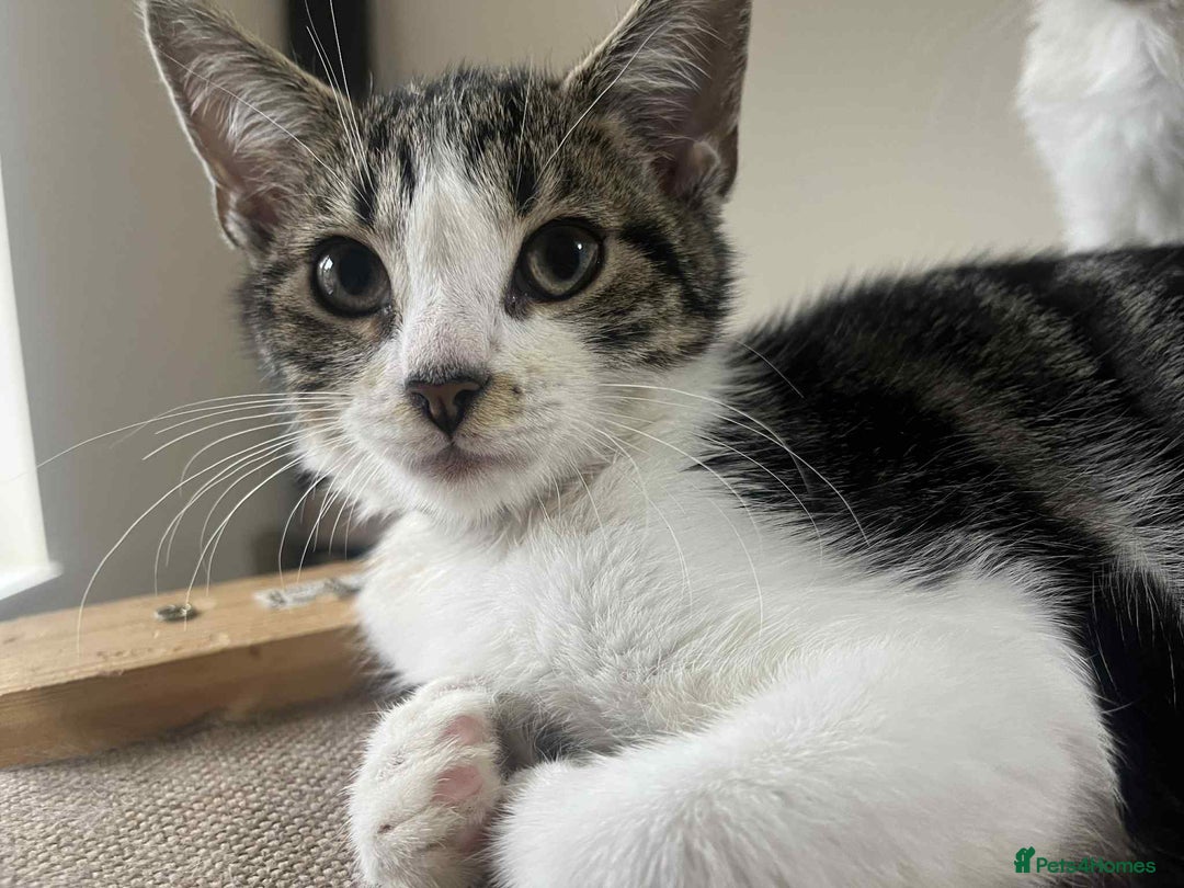Mixed Breed cats for sale: 2 tabby kittens  - Image 16
