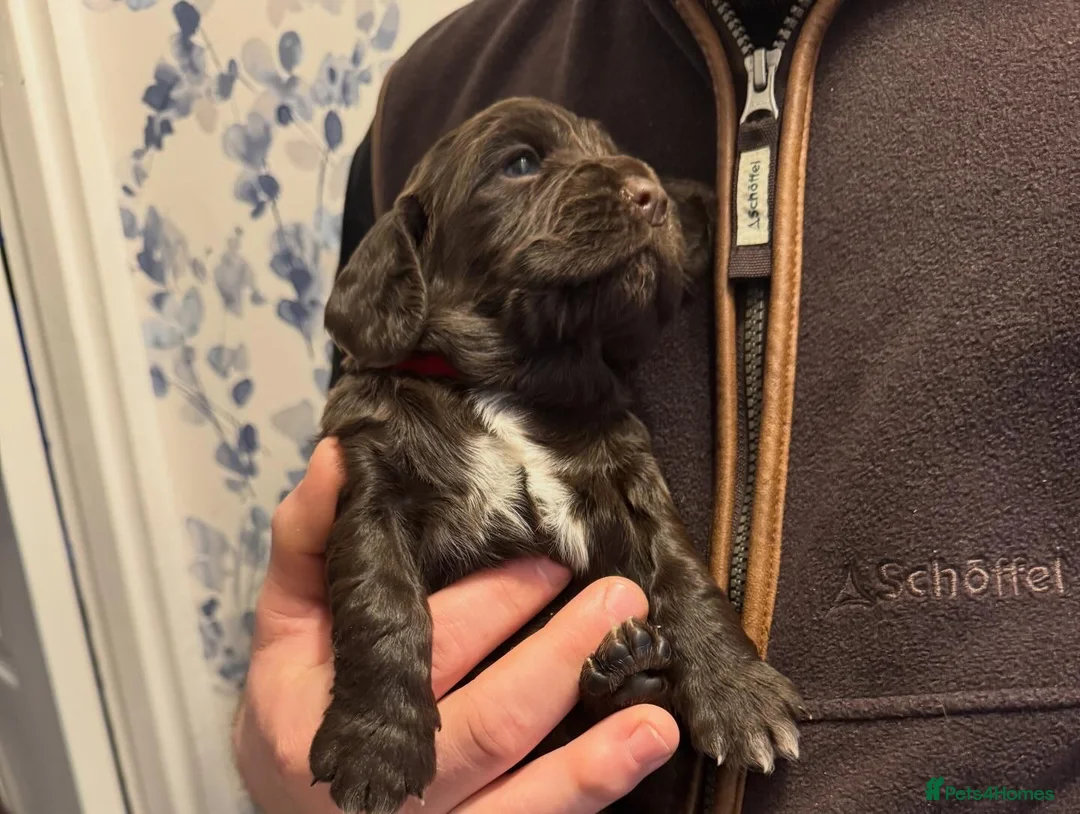 Sprocker dogs for sale: A beautiful litter docked Sprocker Spaniel puppies - Advert 14