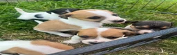 Jack Russell dogs for sale: Jack Russell puppies for sale  - Advert 4