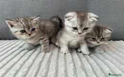 Scottish Fold cats for sale: Scotish fold kittens  - Image 3