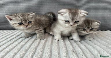 Scottish Fold cats - Advert 5