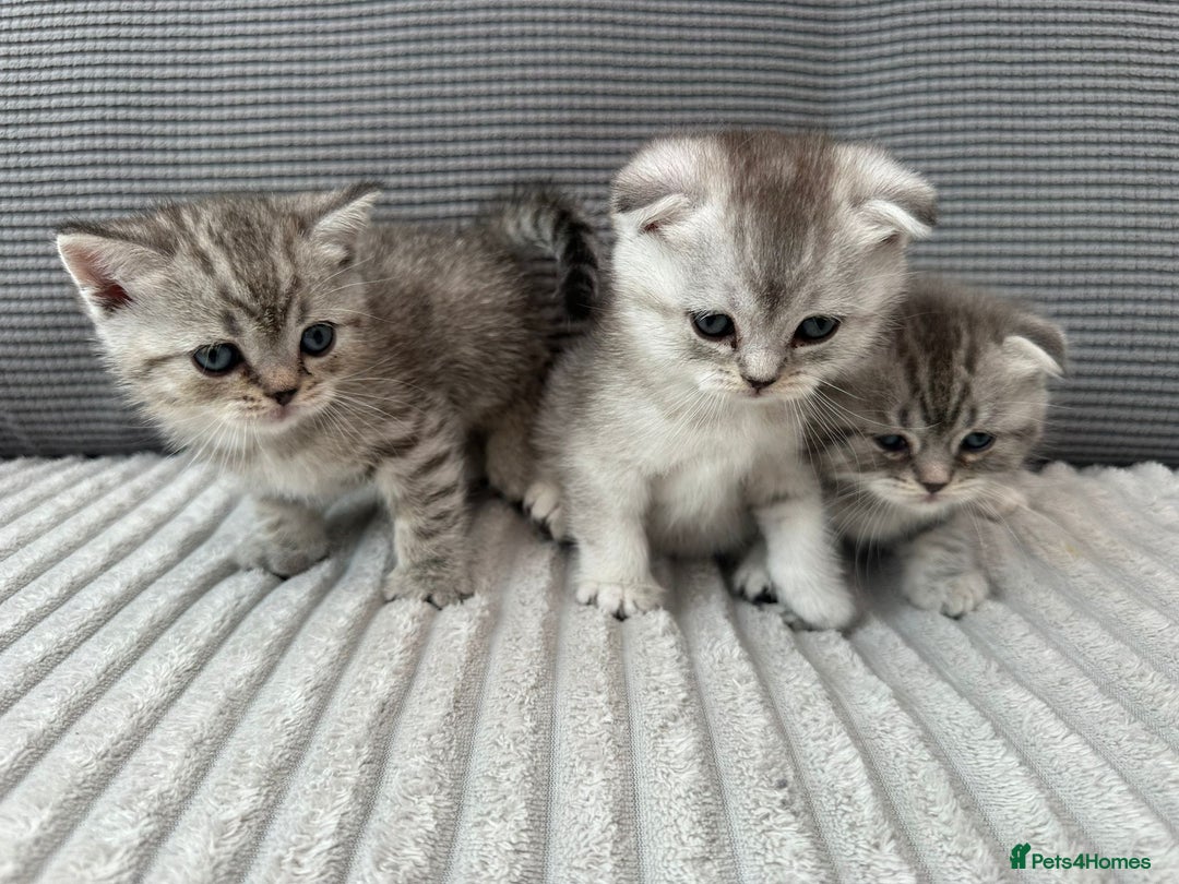 Scottish Fold cats for sale: Scotish fold kittens  - Image 3