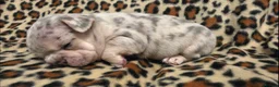 French Bulldog dogs for sale: Beautiful French bulldog dog merle puppies  - Advert 4