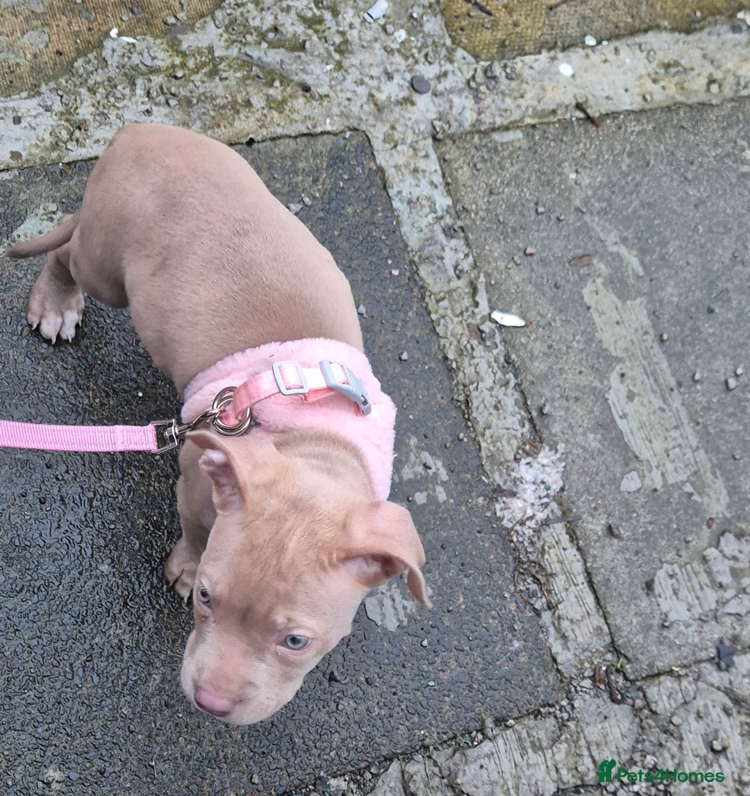 Staffordshire Bull Terrier dogs for sale: Girl Puppy 8 Weeks Old - Advert 3