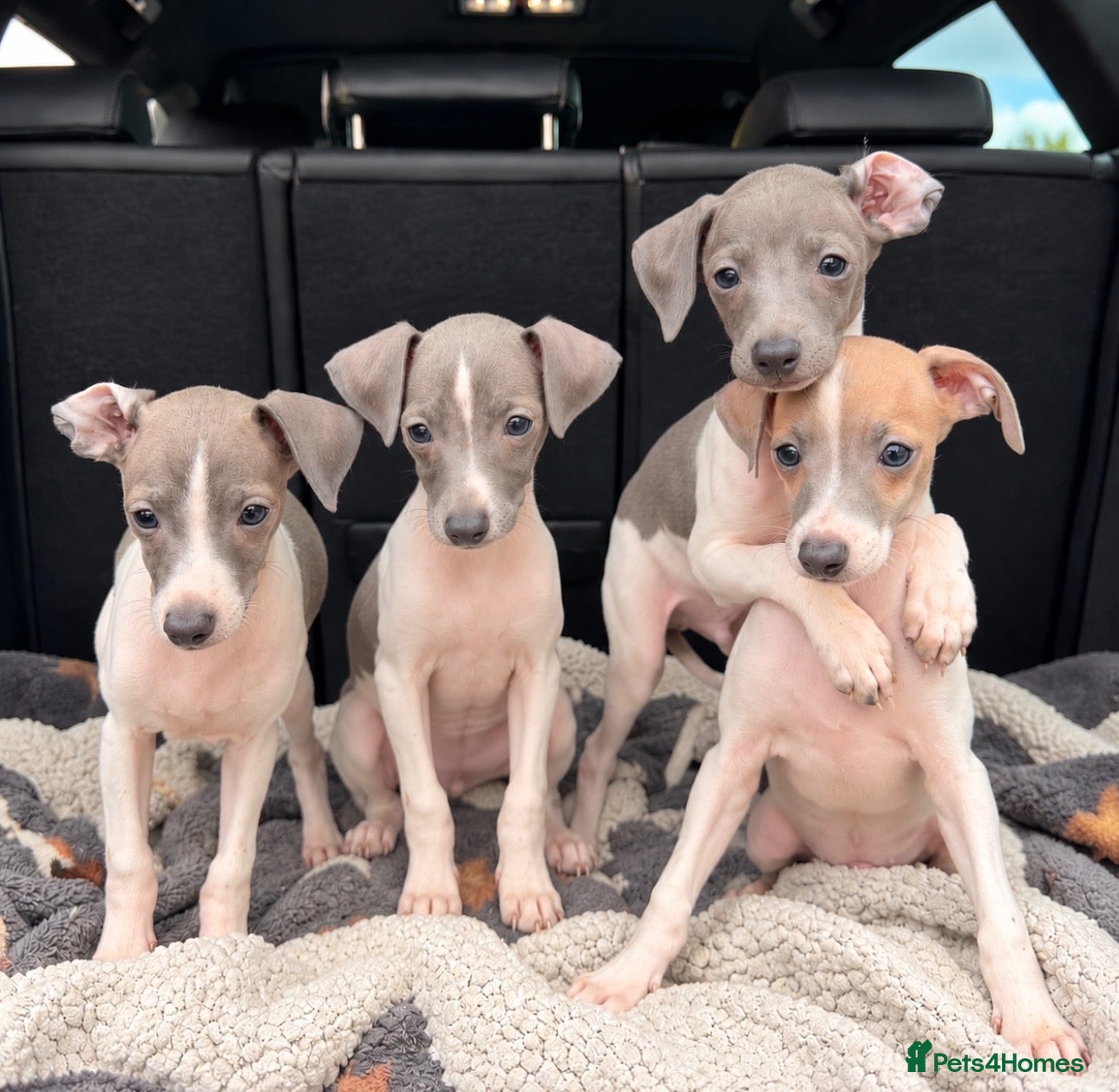 Italian Greyhound dogs 🤍Outstanding Italian Greyhound litter🤍 - Advert 1