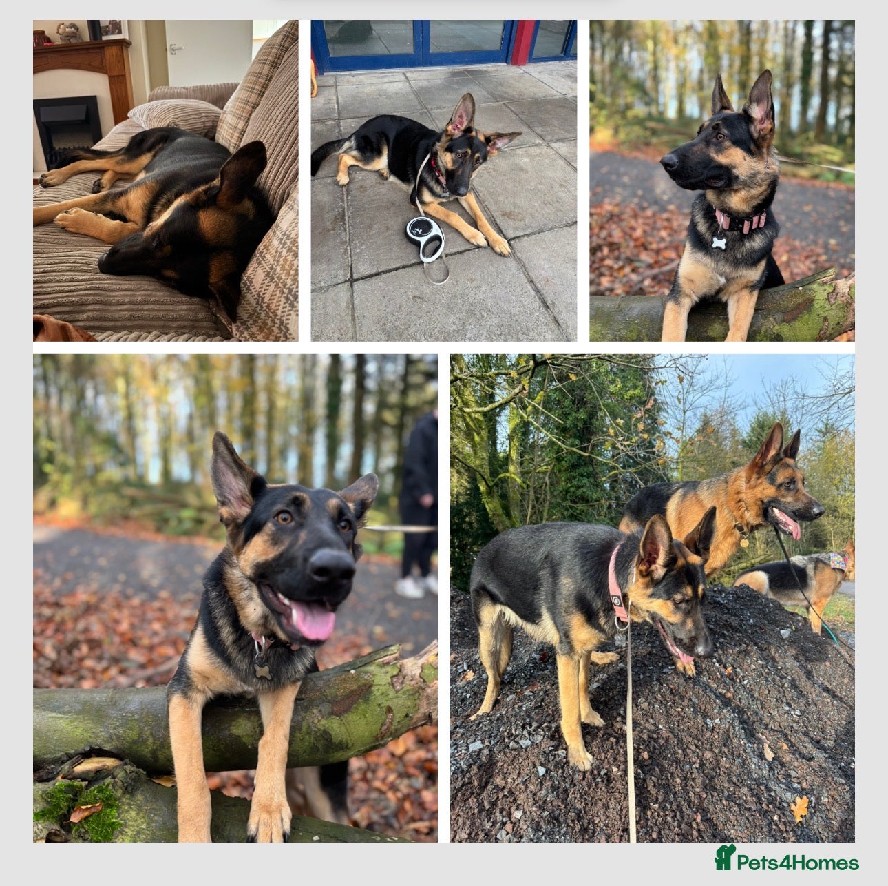 German Shepherd dogs 1yo German shepherd female for sale  - Advert 1