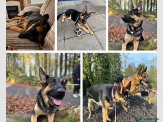 German Shepherd dogs 1yo German shepherd female for sale - Advert 1