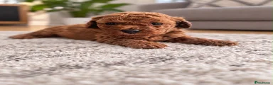 Poochon 1