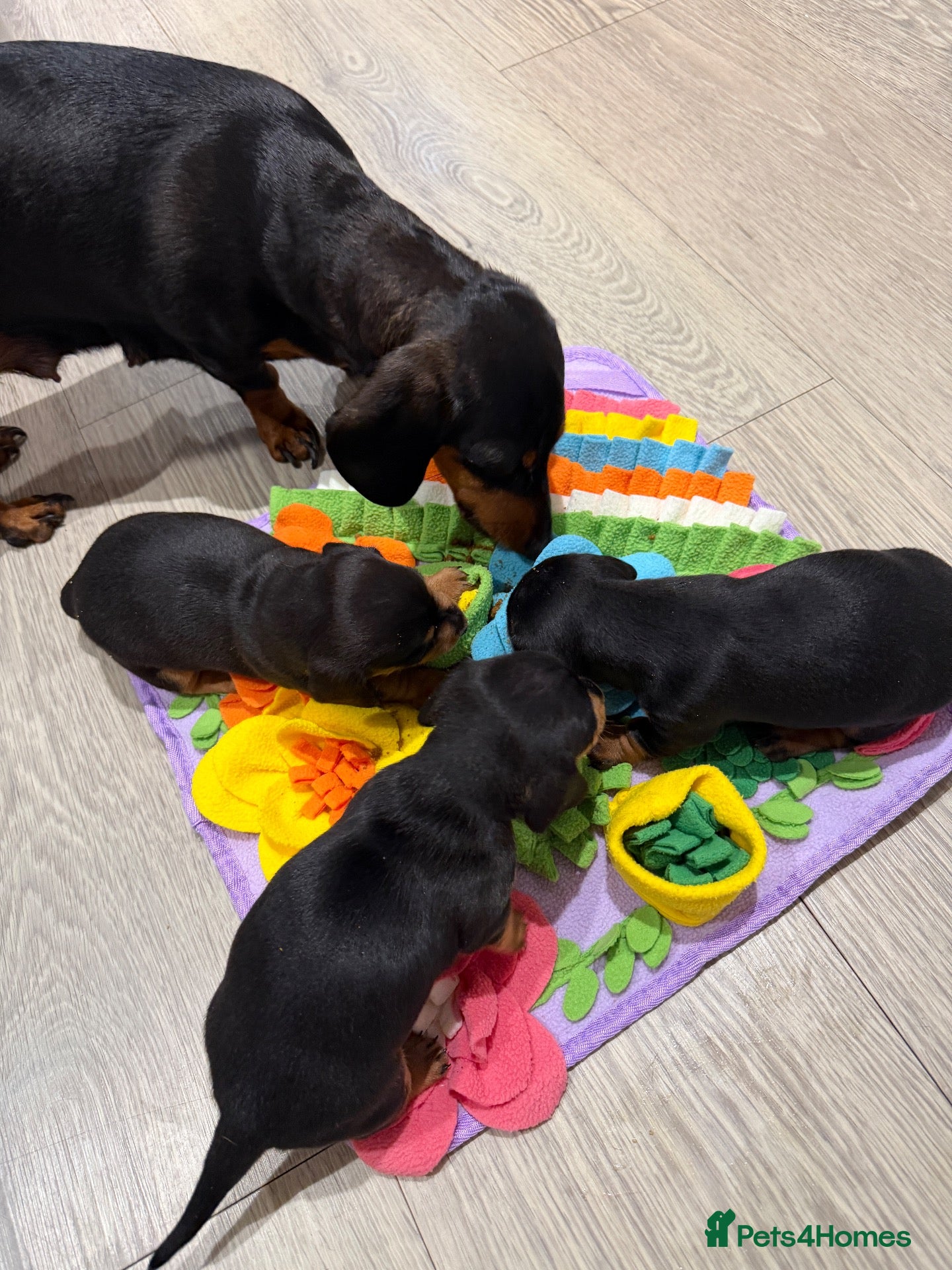 Miniature Dachshund dogs for sale: Three Stunning Mini Daschunds Girls - Advert 2