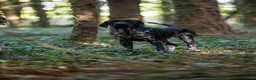 German Shorthaired Pointer dogs for stud: KC registered GSP For Stud - Advert 18