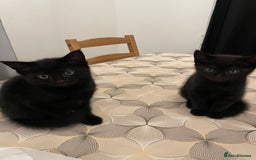 Mixed Breed cats for sale: Ready Now! - Loving and Playful kittens - Image 2