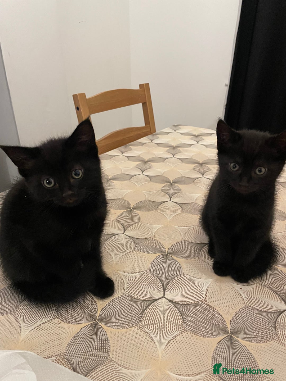 Mixed Breed cats for sale: Ready Now! - Loving and Playful kittens - Image 2
