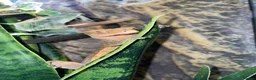 Gecko reptiles for sale: Pascal the Crested Gecko in Trowbridge - Advert 16
