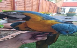 Macaws birds for sale: Blue and gold macaw  - Image 4