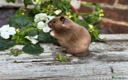 Hamster rodents for sale: Beautiful baby hamsters. Russian Dwarf and Syrian - Image 26