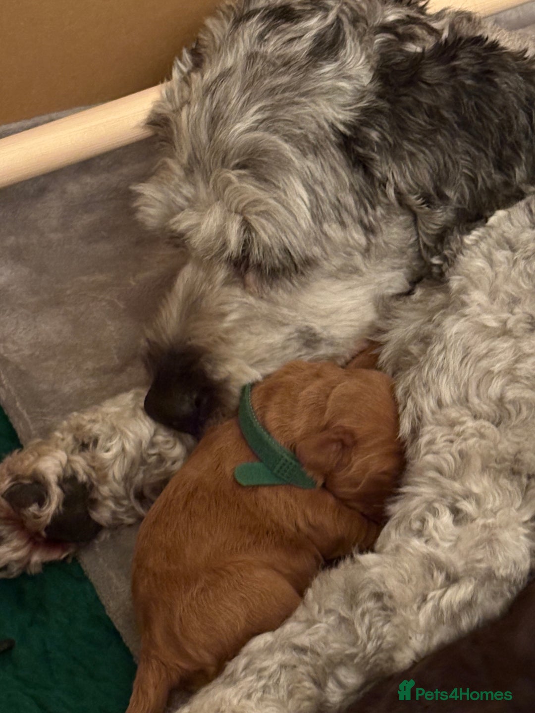 Cockapoo dogs for sale: 🎅🏻  ** ’s Little Cockapoos 🎅🏻 - Advert 2