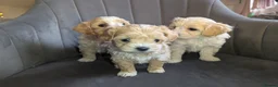 Maltipoo dogs for sale: Maltipoo puppies - Advert 1