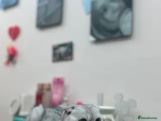 Scottish Fold cats 4 Scottish kittens.😻 - Advert 1