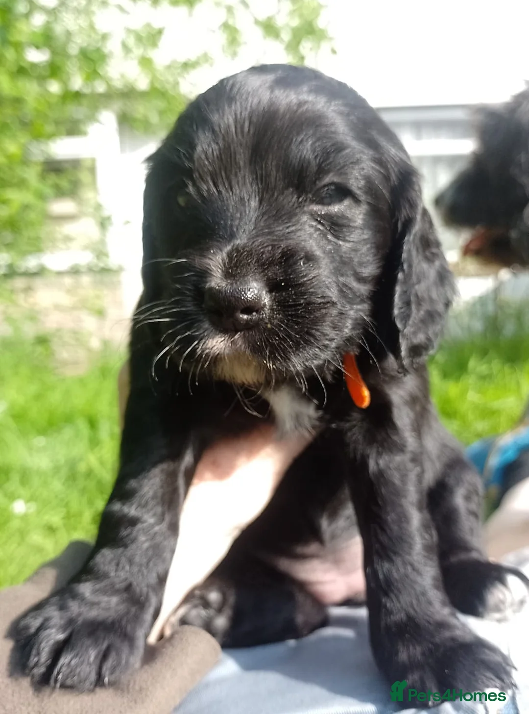 Cockapoo dogs for sale: Black and One black and white Cock a poo for Dale in Cardiff - Advert 2