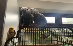 Parrots birds for sale: Hand reared baby African greys - Image 2