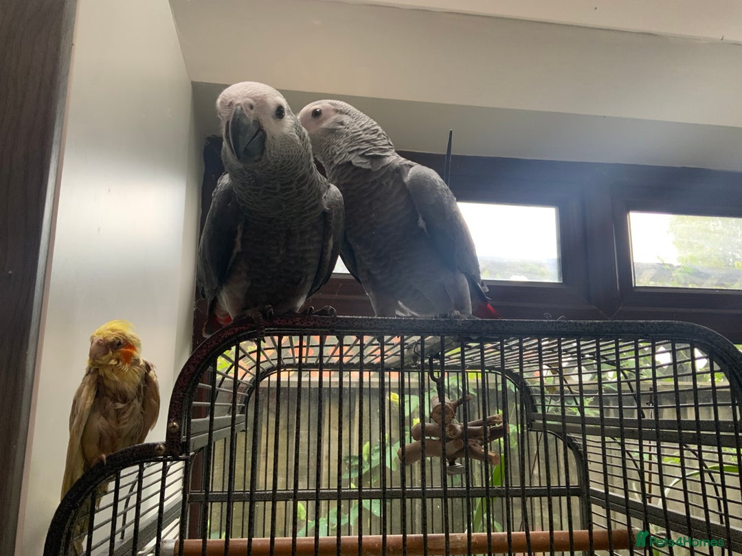 Parrots birds for sale: Hand reared baby African greys - Image 2