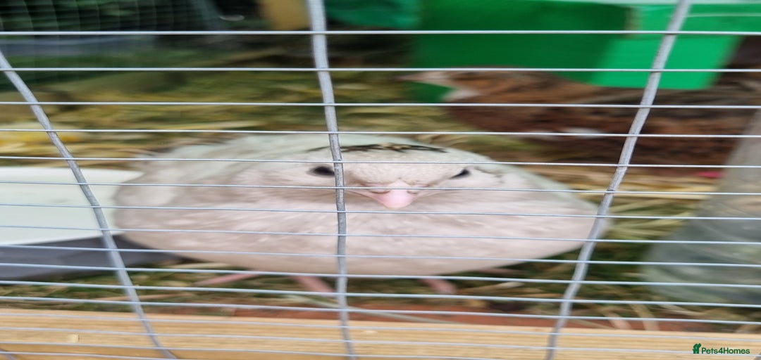 Gallery Image {{count}}