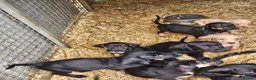 Mixed Breed dogs for sale: Labradore x bloodhounds  - Advert 3