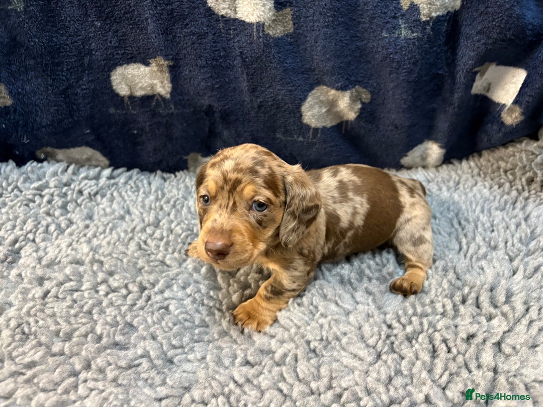 Miniature Dachshund dogs for sale: KC Miniature Dachshund Puppies Last Boy 🐶 - Advert 12
