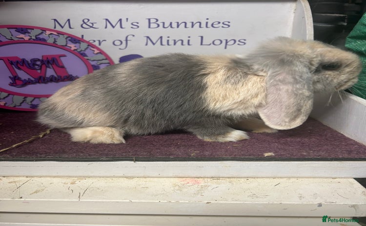 Mini Lop rabbits in Bristol - Advert 1
