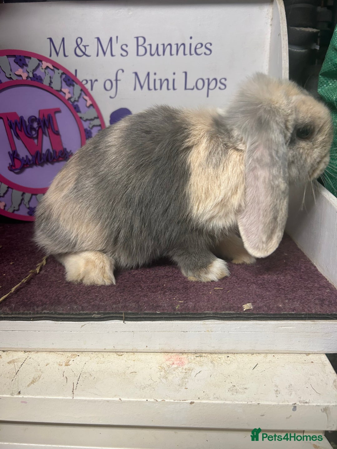 Mini Lop rabbits for sale: !Lovely little Mini Lop Doe 5months old  in Bristol - Image 1