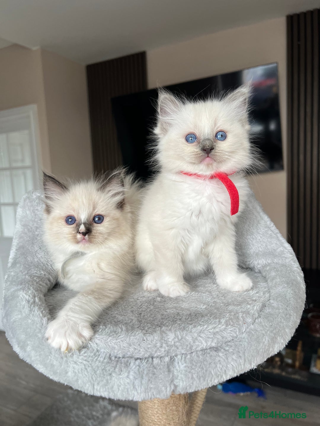 Ragdoll cats for sale: Registered Ragdoll kitttens for sale - Image 15