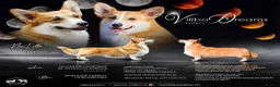 Welsh Corgi Pembroke dogs for sale: KC Pembroke Corgis  - Advert 6