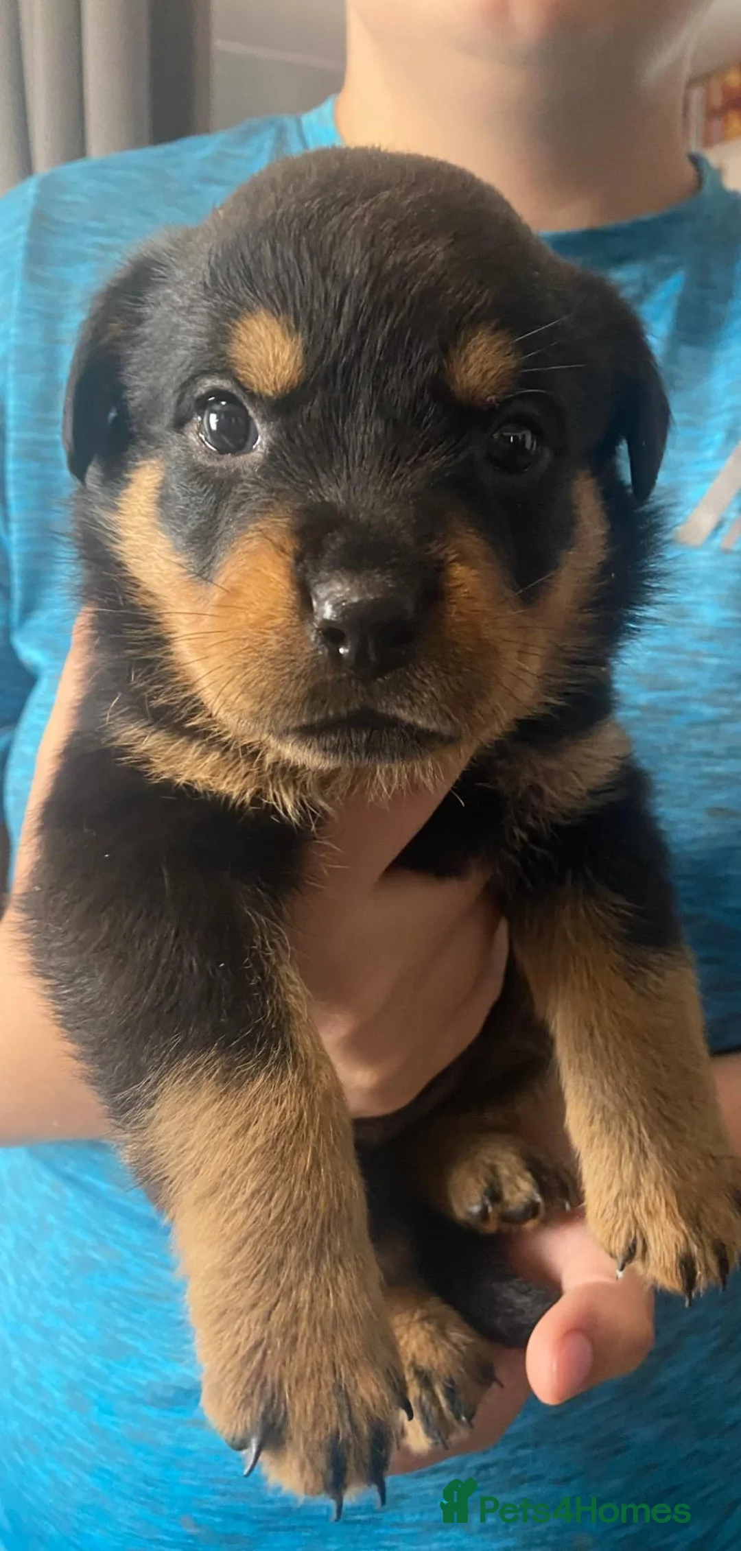 Rottweiler dogs for sale: Pure breed rottweilers  - Advert 2