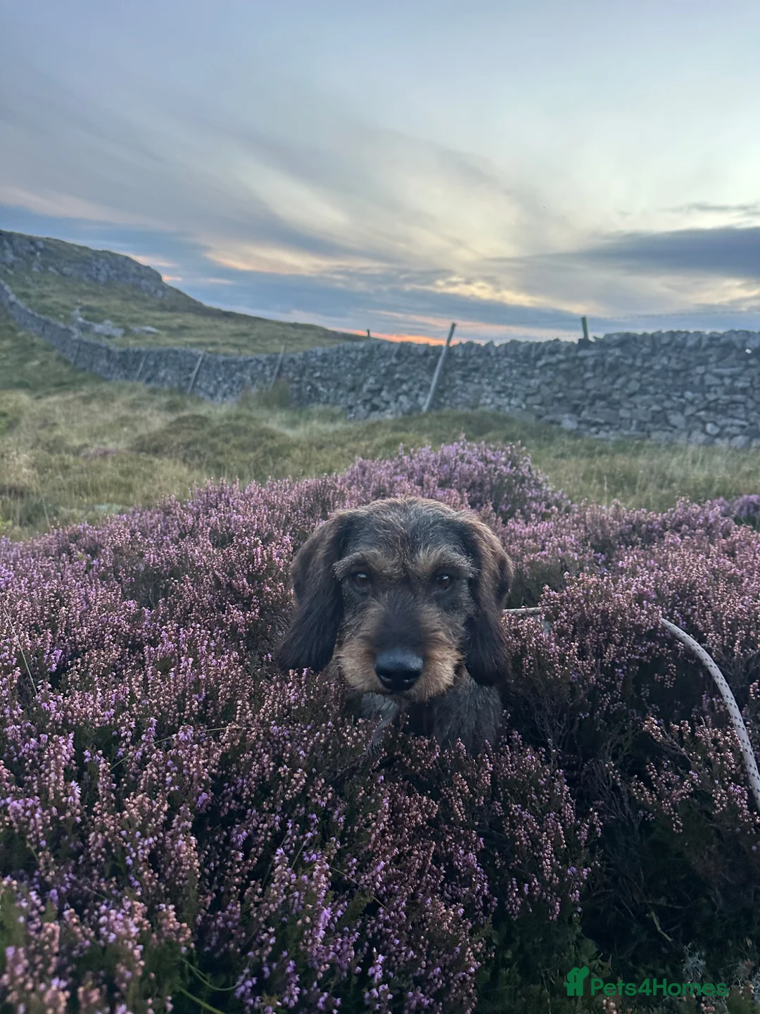 Dachshund dogs for sale: Standard wirehair dachshund  - Advert 2
