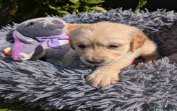 Golden Retriever dogs for sale: Fully vaccinated KC registered golden retriever  - Image 7