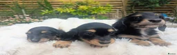 Miniature Dachshund dogs for sale: READY THIS WEEKEND 🏆Russian Champion lines  - Advert 6