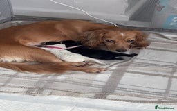 Cocker Spaniel dogs for sale: Cockers for sale  - Advert 1