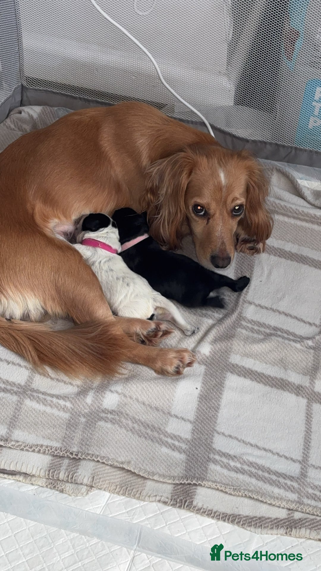 Cocker Spaniel dogs for sale: Cockers for sale  - Advert 1