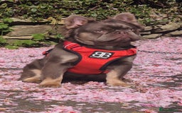 French Bulldog dogs for stud: Skittles, Isabella tan, fluffy, pink carrier in Sheffield - Image 7