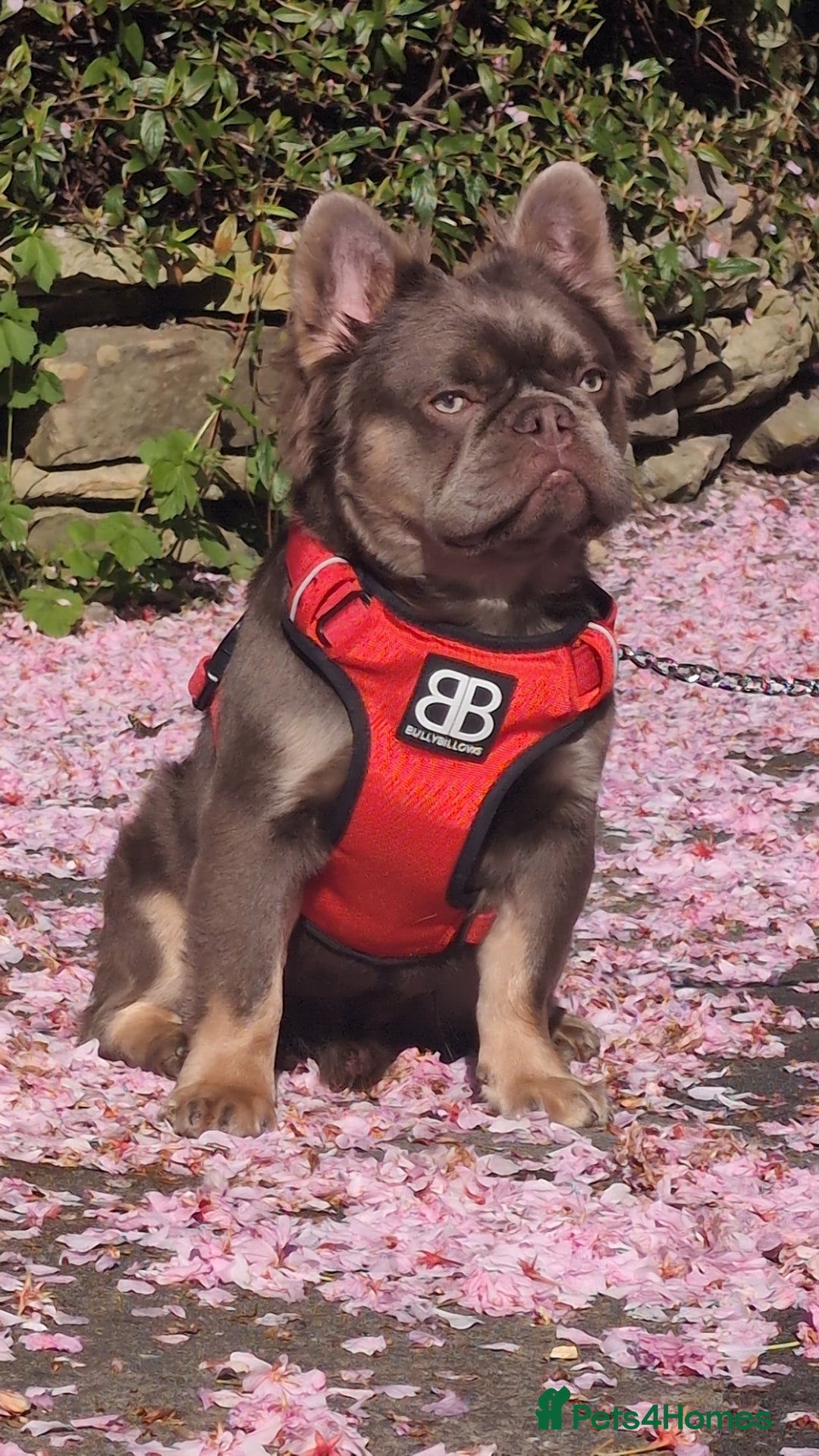 French Bulldog dogs for stud: Skittles, Isabella tan, fluffy, pink carrier in Sheffield - Image 7