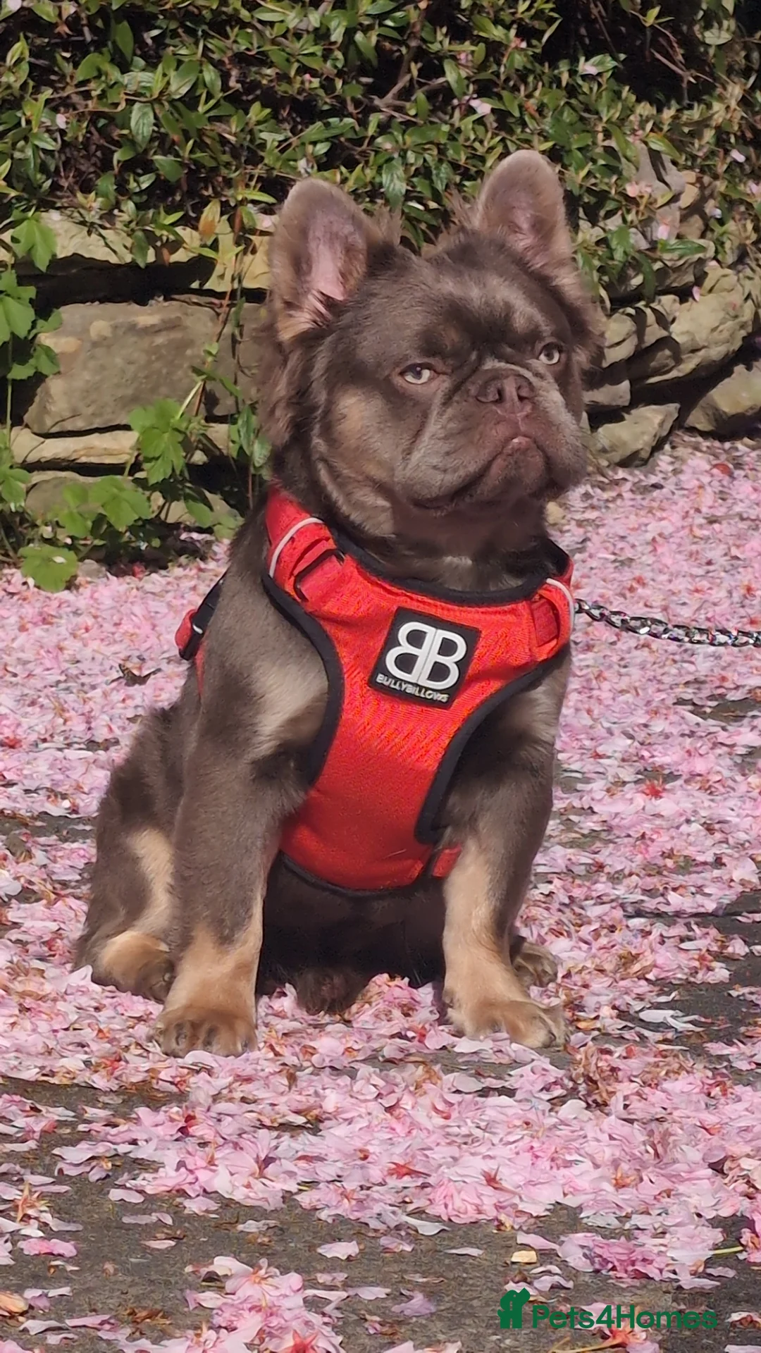 French Bulldog dogs for stud: Skittles, Isabella tan, fluffy, pink carrier in Sheffield - Advert 7