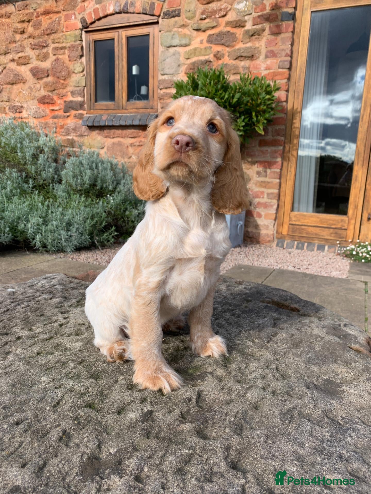 Cocker Spaniel dogs K.C REGISTERED COCKER SPANIEL PUPPIES - Advert 1