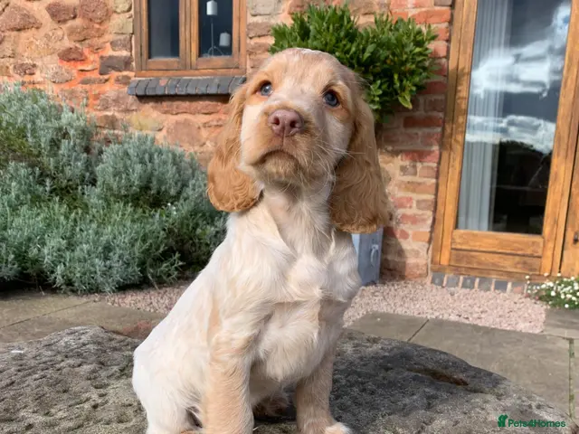 Cocker Spaniel dogs for sale: K.C REGISTERED COCKER SPANIEL PUPPIES - Advert 1
