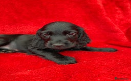 Cocker Spaniel dogs for sale: Working cocker spaniel puppies - Only 3x pups left - Image 31