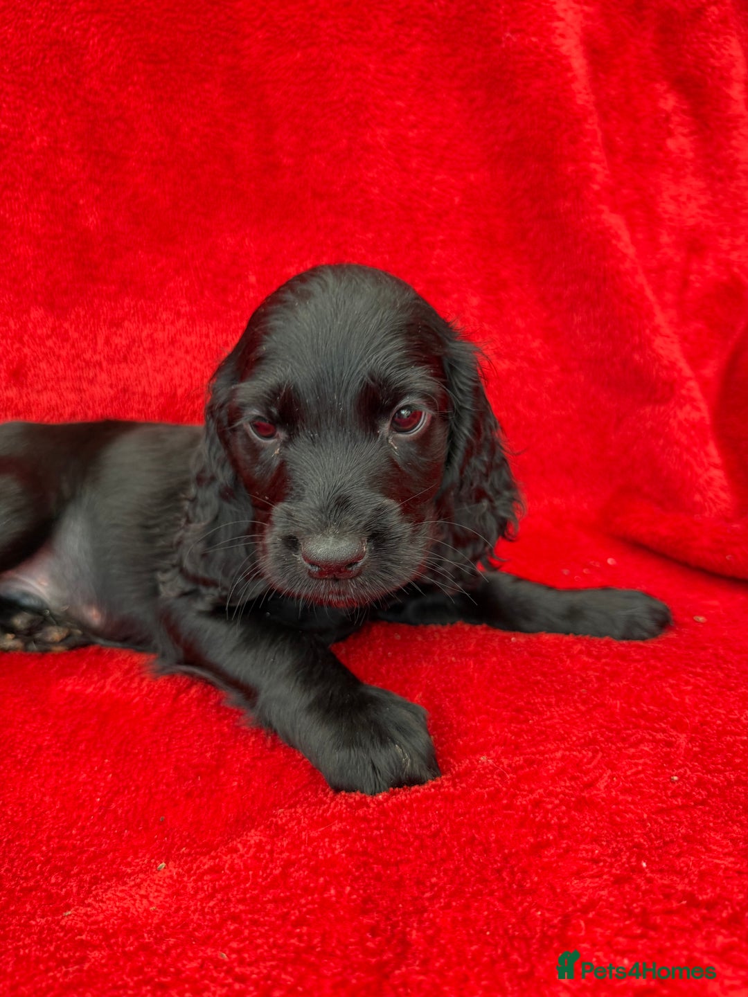 Cocker Spaniel dogs for sale: Working cocker spaniel puppies - Only 3x pups left - Image 31