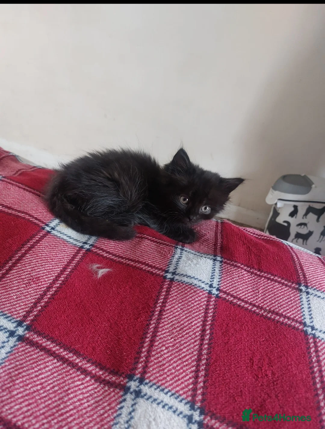 British Shorthair cats for sale: Beatiful Mix-Breed Kittens  in Croydon - Advert 2