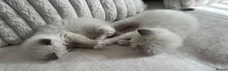 Ragdoll cats for sale: TICA REGISTERED RAGDOLL KITTENS - Advert 5
